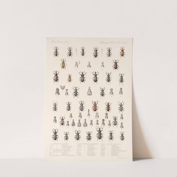 Insecta Coleoptera Pl 199 by Frederick DuCane Godman