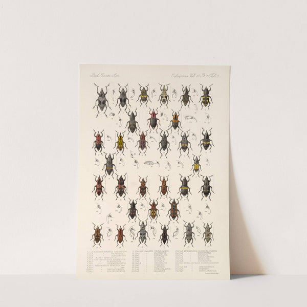 Insecta Coleoptera Pl 202 by Frederick DuCane Godman