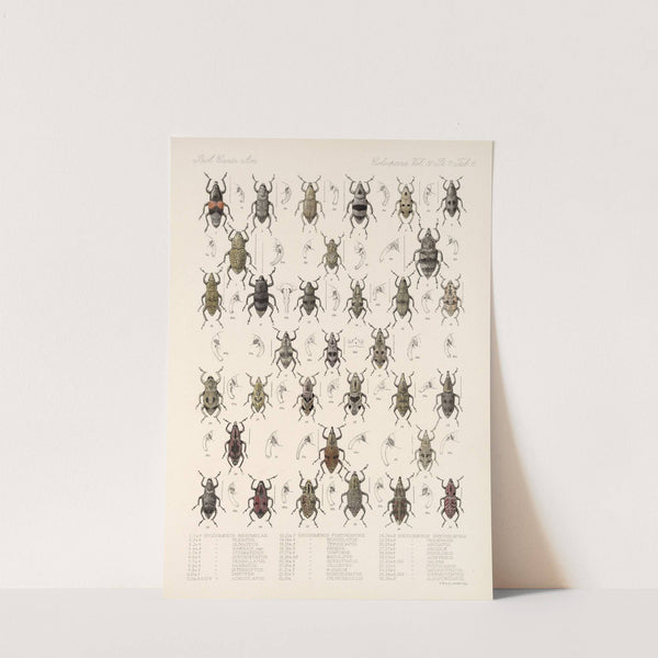 Insecta Coleoptera Pl 203 by Frederick DuCane Godman