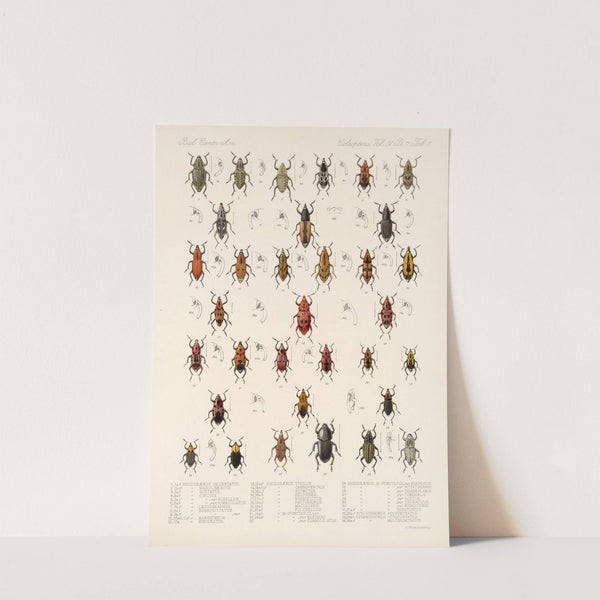 Insecta Coleoptera Pl 204 by Frederick DuCane Godman