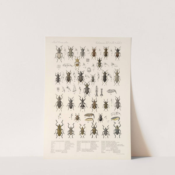 Insecta Coleoptera Pl 205 by Frederick DuCane Godman