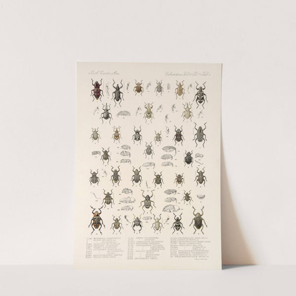 Insecta Coleoptera Pl 206 by Frederick DuCane Godman