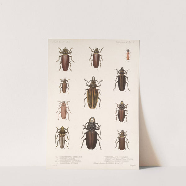 Insecta Coleoptera Pl 207 by Frederick DuCane Godman