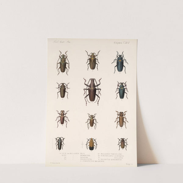 Insecta Coleoptera Pl 208 by Frederick DuCane Godman