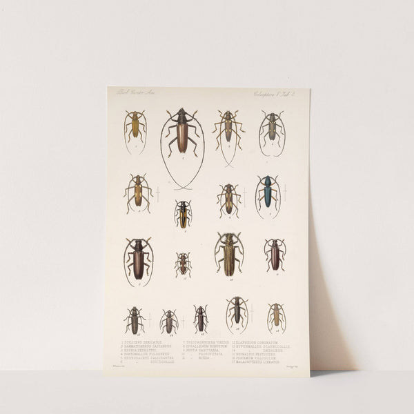 Insecta Coleoptera Pl 209 by Frederick DuCane Godman