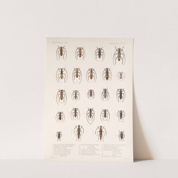 Insecta Coleoptera Pl 210 by Frederick DuCane Godman