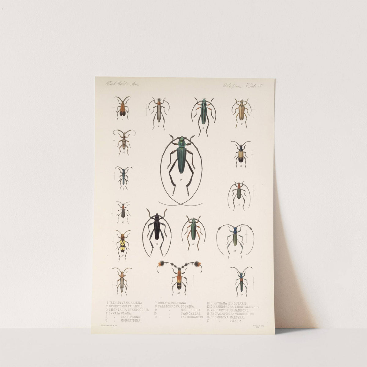 Insecta Coleoptera Pl 211 by Frederick DuCane Godman