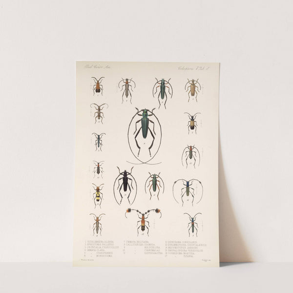 Insecta Coleoptera Pl 211 by Frederick DuCane Godman