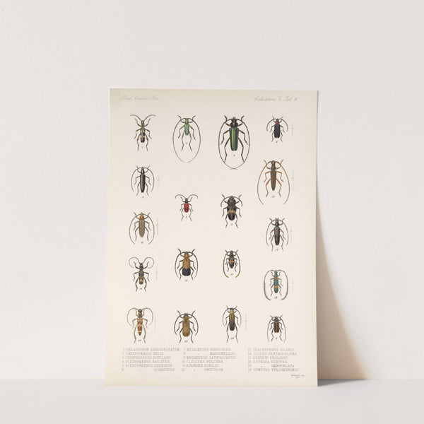 Insecta Coleoptera Pl 212 by Frederick DuCane Godman