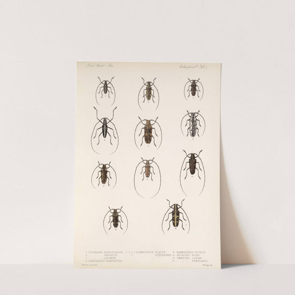 Insecta Coleoptera Pl 213 by Frederick DuCane Godman