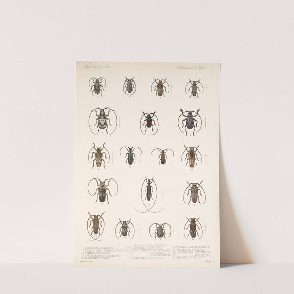 Insecta Coleoptera Pl 215 by Frederick DuCane Godman