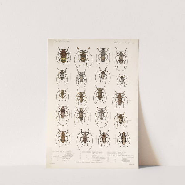 Insecta Coleoptera Pl 216 by Frederick DuCane Godman