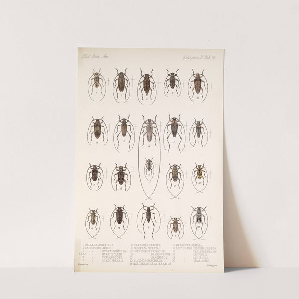 Insecta Coleoptera Pl 218 by Frederick DuCane Godman