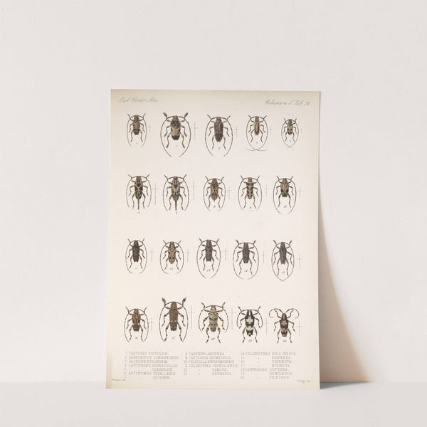 Insecta Coleoptera Pl 220 by Frederick DuCane Godman