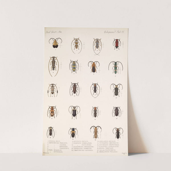 Insecta Coleoptera Pl 221 by Frederick DuCane Godman