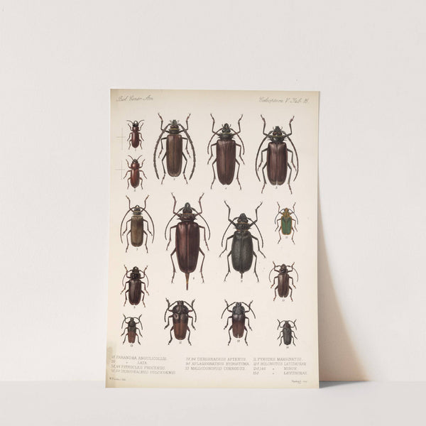 Insecta Coleoptera Pl 222 by Frederick DuCane Godman