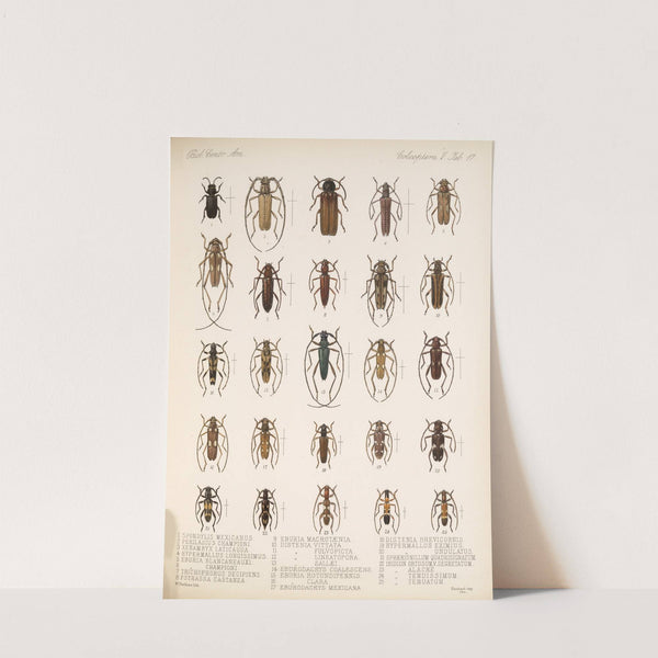 Insecta Coleoptera Pl 223 by Frederick DuCane Godman