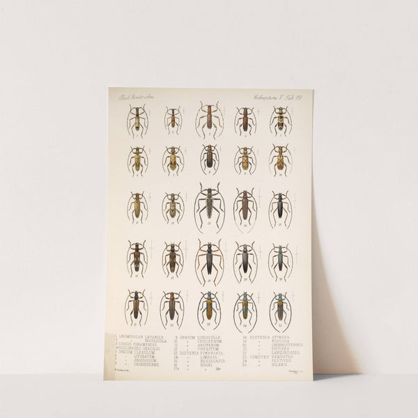 Insecta Coleoptera Pl 225 by Frederick DuCane Godman