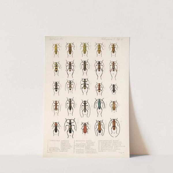 Insecta Coleoptera Pl 227 by Frederick DuCane Godman