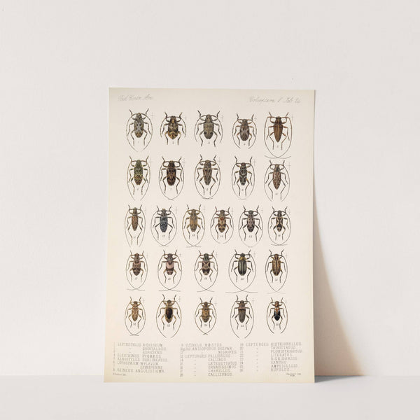 Insecta Coleoptera Pl 230 by Frederick DuCane Godman