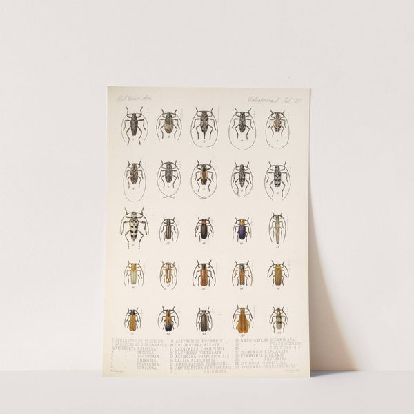 Insecta Coleoptera Pl 231 by Frederick DuCane Godman