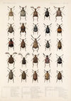 Insecta Coleoptera Pl 232