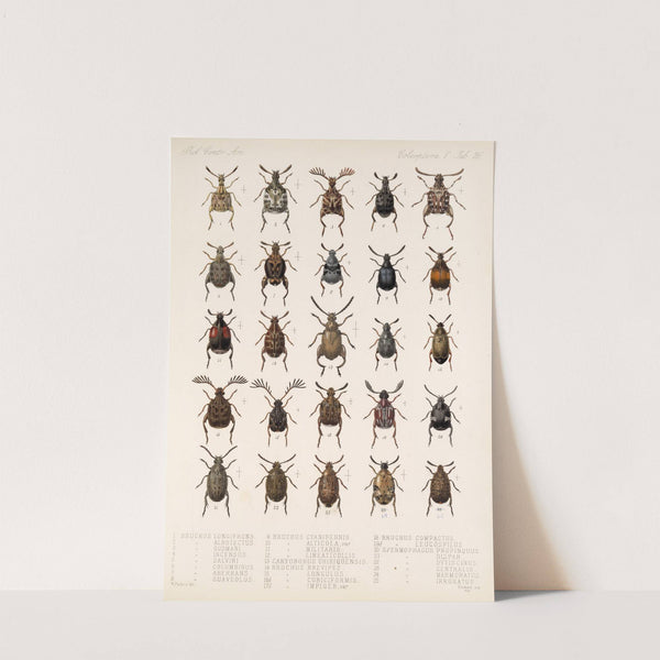 Insecta Coleoptera Pl 232 by Frederick DuCane Godman