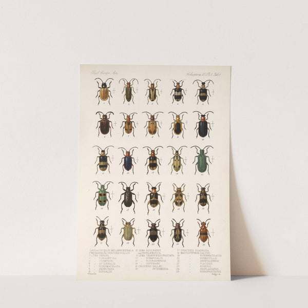 Insecta Coleoptera Pl 233 by Frederick DuCane Godman