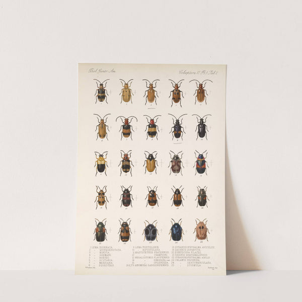 Insecta Coleoptera Pl 234 by Frederick DuCane Godman