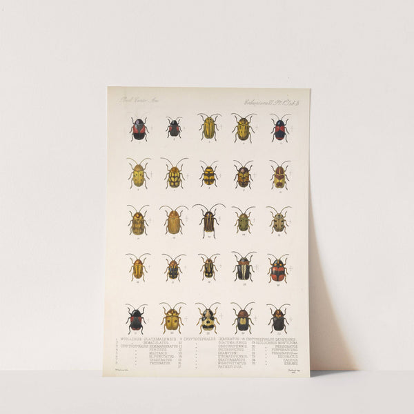 Insecta Coleoptera Pl 235 by Frederick DuCane Godman