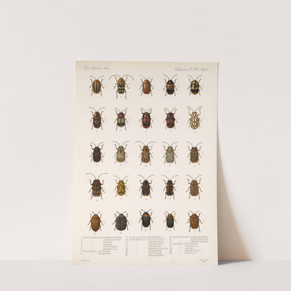 Insecta Coleoptera Pl 236 by Frederick DuCane Godman