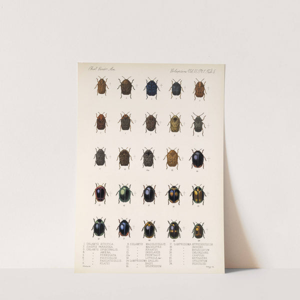 Insecta Coleoptera Pl 237 by Frederick DuCane Godman