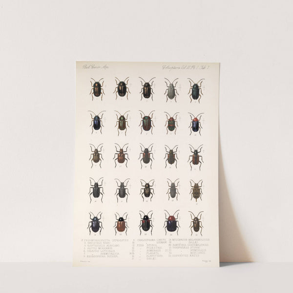 Insecta Coleoptera Pl 239 by Frederick DuCane Godman