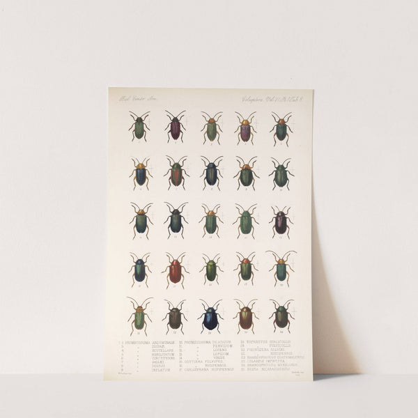 Insecta Coleoptera Pl 240 by Frederick DuCane Godman