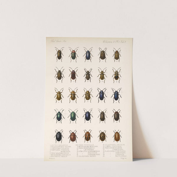 Insecta Coleoptera Pl 241 by Frederick DuCane Godman