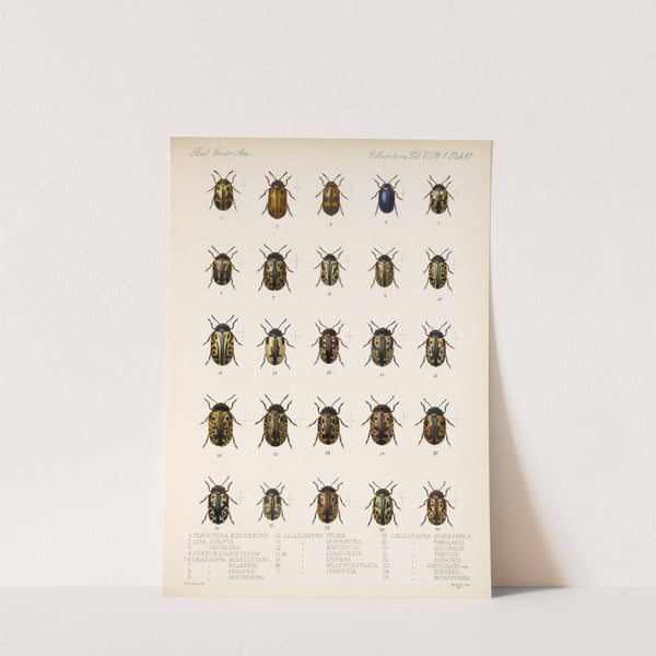 Insecta Coleoptera Pl 242 by Frederick DuCane Godman