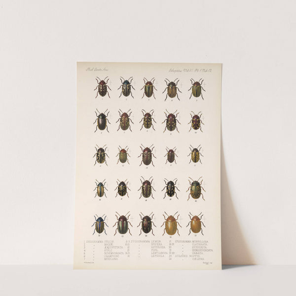 Insecta Coleoptera Pl 244 by Frederick DuCane Godman