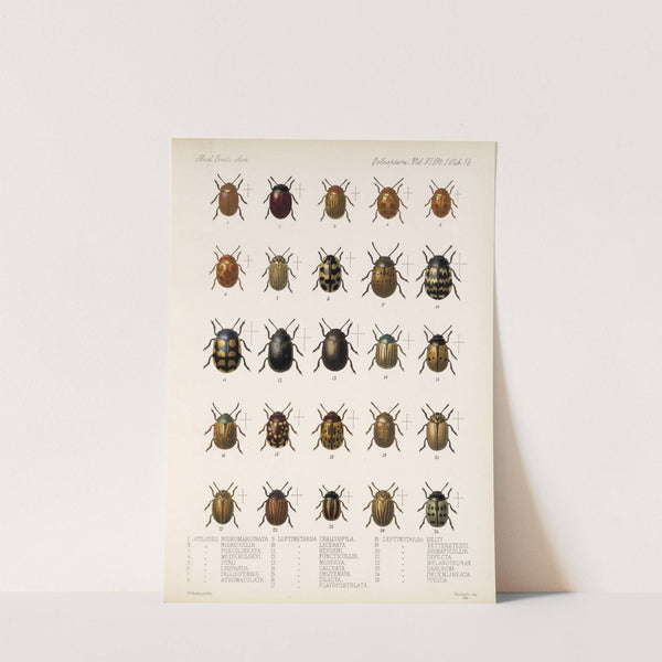 Insecta Coleoptera Pl 245 by Frederick DuCane Godman