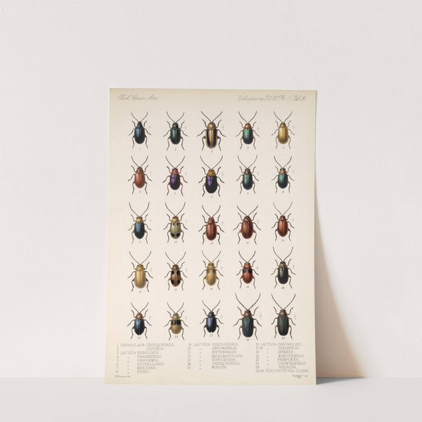 Insecta Coleoptera Pl 248 by Frederick DuCane Godman