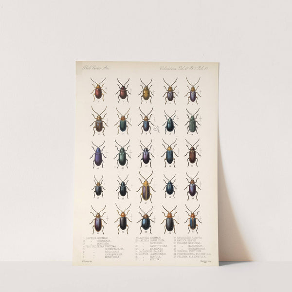 Insecta Coleoptera Pl 249 by Frederick DuCane Godman