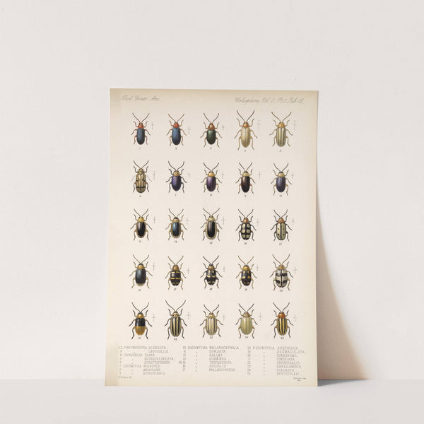 Insecta Coleoptera Pl 250 by Frederick DuCane Godman