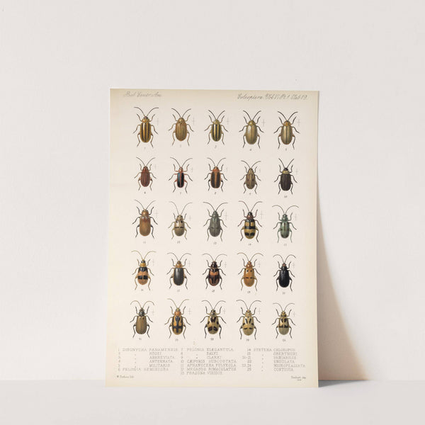 Insecta Coleoptera Pl 251 by Frederick DuCane Godman