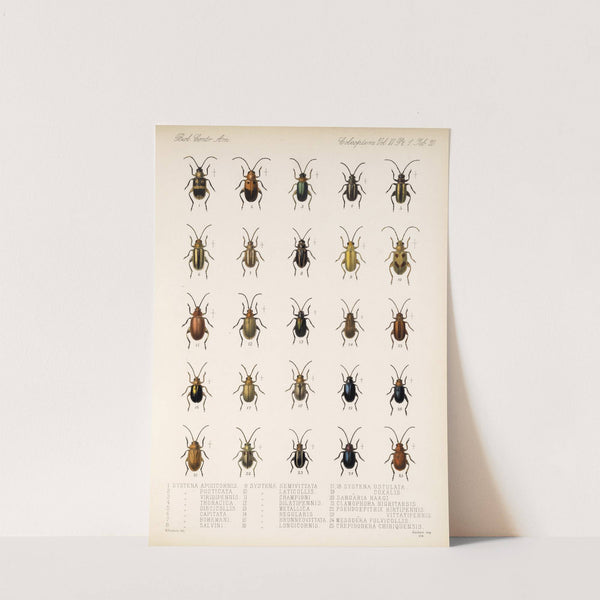 Insecta Coleoptera Pl 252 by Frederick DuCane Godman