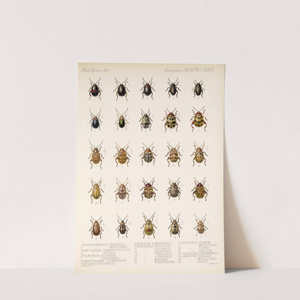 Insecta Coleoptera Pl 254 by Frederick DuCane Godman