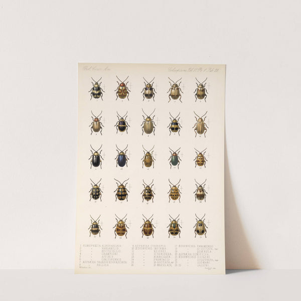 Insecta Coleoptera Pl 255 by Frederick DuCane Godman