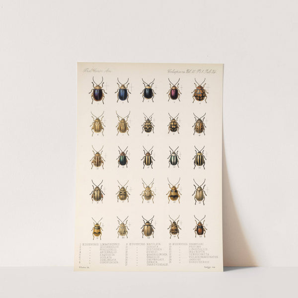 Insecta Coleoptera Pl 256 by Frederick DuCane Godman