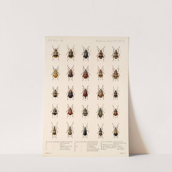 Insecta Coleoptera Pl 257 by Frederick DuCane Godman