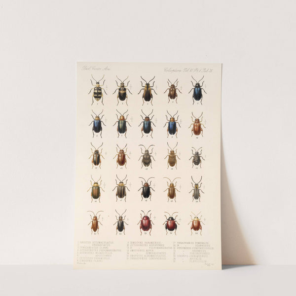 Insecta Coleoptera Pl 258 by Frederick DuCane Godman