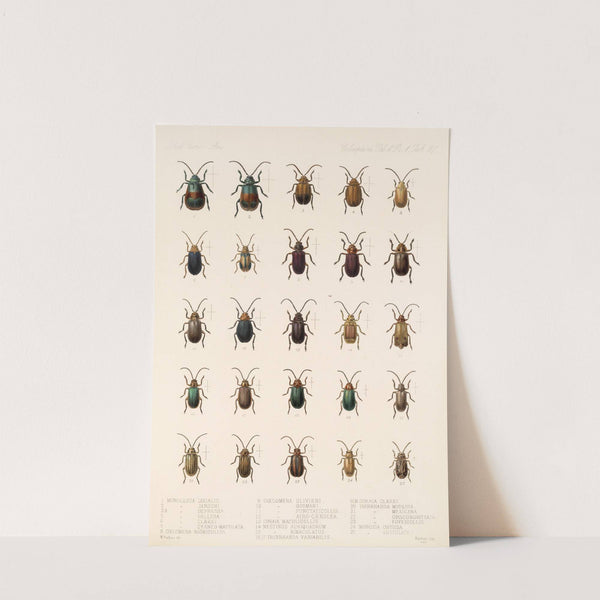 Insecta Coleoptera Pl 259 by Frederick DuCane Godman