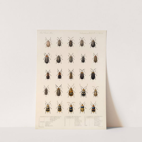 Insecta Coleoptera Pl 260 by Frederick DuCane Godman